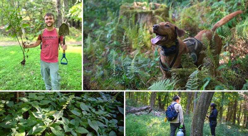 invasive-species-sticky-sage-appalachian-trail