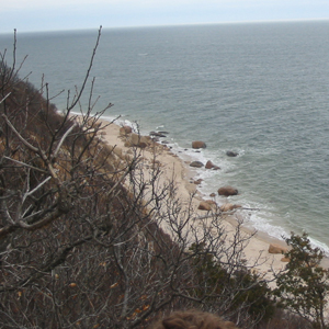 Nature on Long Island. Photo by Daniel Chazin.