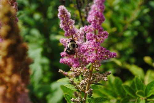 Bumblebee on Steeplebush (Spiraea tomentosa). Photo by Heather Darley.
